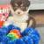 Standard Australian Shepherd Pups 2 thumbnail