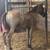 AQHA BAY ROAN FILLY! 7 thumbnail