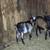 Yearling Bucks 1 thumbnail