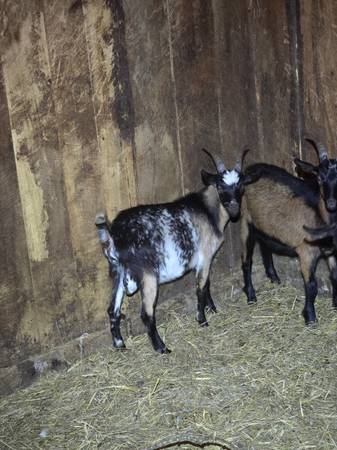 Yearling Bucks 1