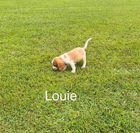 Beagle Puppies (Nathalie)63689210154497121
