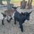 GOATS 3 thumbnail