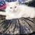 Himalayan persian kittens 3 thumbnail