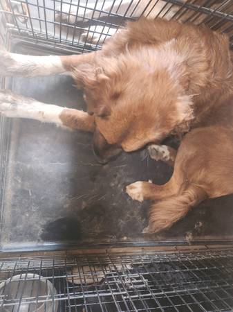 1 year old st bernard/Australian shephard/collie (Sioux Falls)63505337395075121