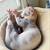 Bambinos available for adoption (sphynx + munchkin) 8 thumbnail