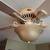 Ceiling fan 1 thumbnail