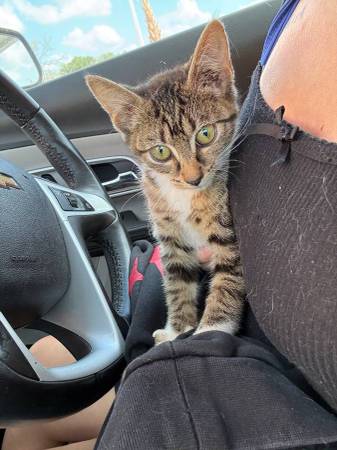 found kitten! 1