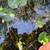 Water lily 1 thumbnail