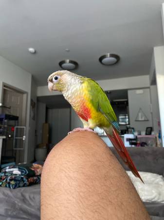 Reubicación de cotorra piña (Las Vegas)63860184336771120