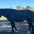 APHA 4 year old colt 1 thumbnail