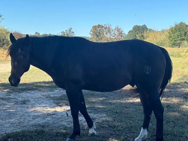 APHA 4 year old colt 1