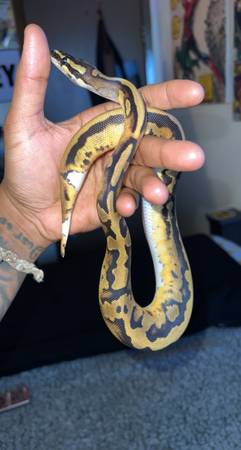 Piebald 100% Het Lavender Ball Python – Subadult Female – Rehoming ($250 OBO (San Pablo)63934078908931122