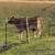 Jersey cow/calf pair or just heifer calf 1 thumbnail