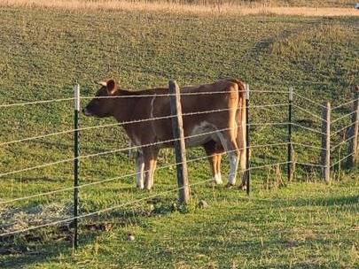 Jersey cow/calf pair or just heifer calf 1