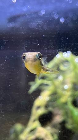 Rehoming Pea Puffer (Bellingham)63613583008641123