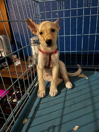 Cute female puppy (Memphis)63416265134723121