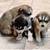 Siberian Husky Puppies 2 thumbnail