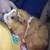 2 guinea pigs with enclosure 4 thumbnail