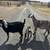 Nubian Herd 3 thumbnail