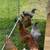 Chickens 7 thumbnail