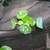 Goldfish Turtle Koi Pond Aquatic Plants:Water Lettuce, Fairy Moss, etc 5 thumbnail