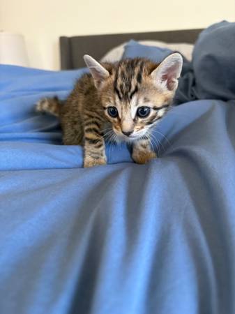 Kittens ready to go home 11/14606427846678958086