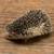 Healthy Baby Hedghogs 5 thumbnail