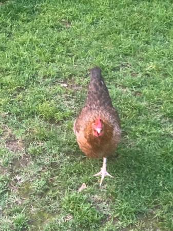 Homesteading (Poplar Bluff MO)63612040017793123