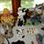 Lemont Estate Sale 16 thumbnail