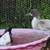 Ducks for sale 1 thumbnail