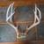 5 x 5 Mule Deer Antlers 1 thumbnail