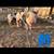 KUNEKUNE PIGLETS 5 thumbnail