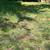 Lawn Mowing ☮️🕊️🌱🍃🌿 Prosperity Services 6 thumbnail
