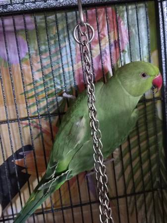 Indian ringneck 1