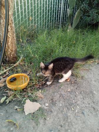 Kitten (North Sacramento)63881395257729121
