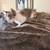 American Bobtail Kitten 2 thumbnail