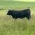 Angus Bulls 6 thumbnail