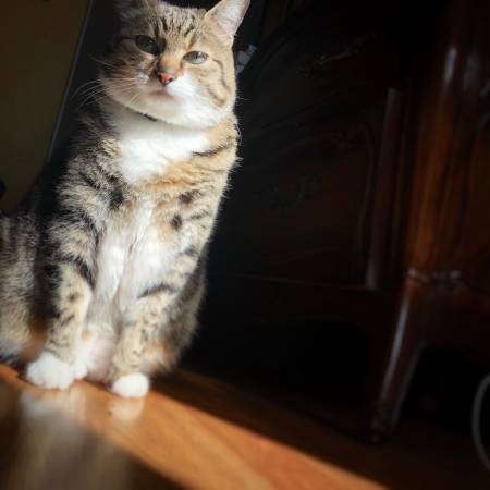 LOST CAT!!! Gold and black tabby (Milwaukie)63842373188225123