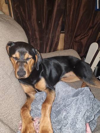 Perro encontrado (Port Susan)63790290552579120