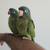 Blue Crown Conure 6 thumbnail
