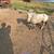 Proven Miniature Stallion 3 thumbnail