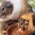3 HEALTHY & LIVELY GUINEA PIGS W/ FOOD, CAGE..ETC 1 thumbnail