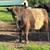Registered Belted Galloway Breeding Bulls 2 thumbnail