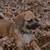 Dog adoption 12 thumbnail