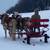 haflinger team 1 thumbnail