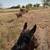 Mobile horse trainer 6 thumbnail