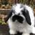 Holland Lop Bunny Rabbit - "Fluff" 5 thumbnail