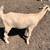 Boer Nubian doeilng for sale 3 thumbnail