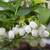 Many varieties of fruit trees 15 thumbnail