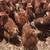 Started Pullets/Young Laying Hens 2 thumbnail